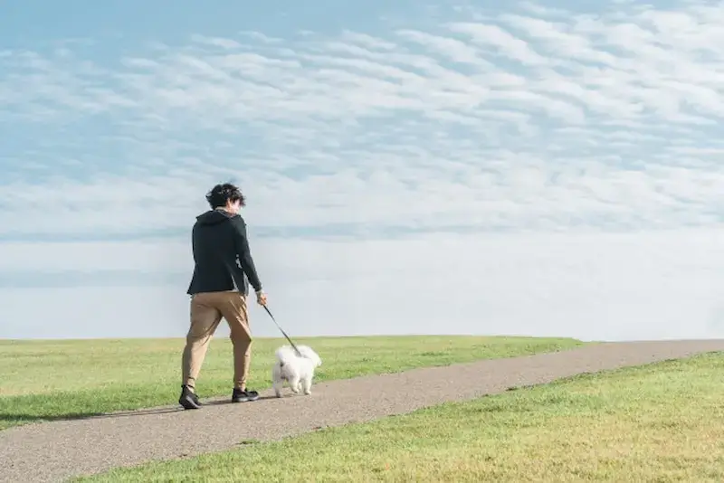 家事代行の犬の散歩